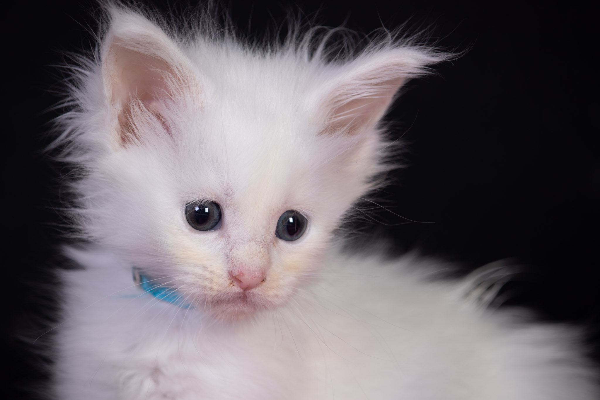 Filhote maine coon